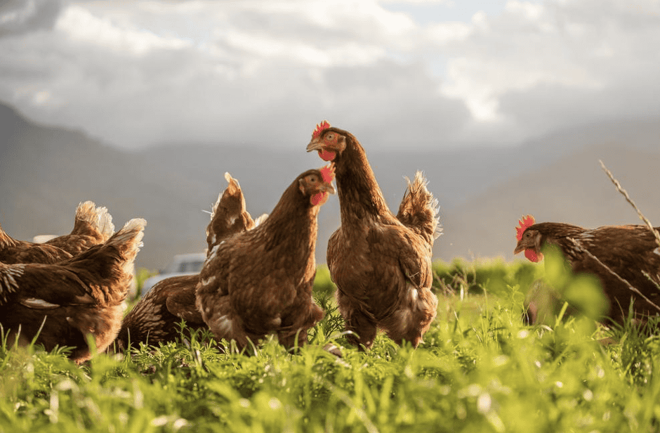 Red tractor chicken | chickens in a field